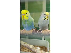 Хвилясті папуги