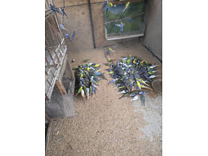 Хвилясті папуги