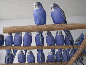 Продаю хвилястих папуг