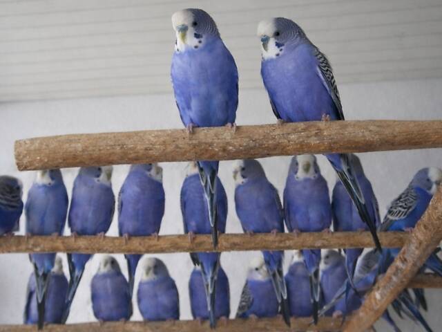 Продаю хвилястих папуг - Фото 1