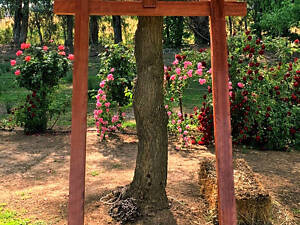 Ворота тории 'Сумида' савоярди