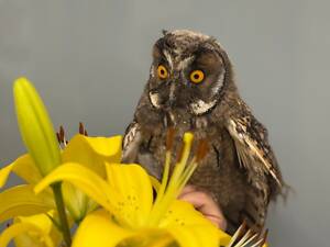 Вухата сова,домашні ручні сови