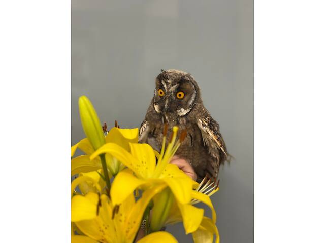 Вухата сова,домашні ручні сови - Фото 1