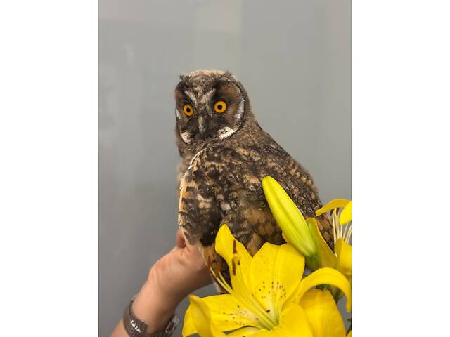 Вухата сова,домашні ручні сови - Фото 2
