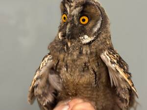 Вухата сова, ручна домашня вухата сова
