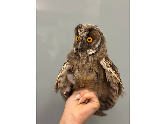 Ушастая сова, ручная домашняя ушастая сова - Фото 1