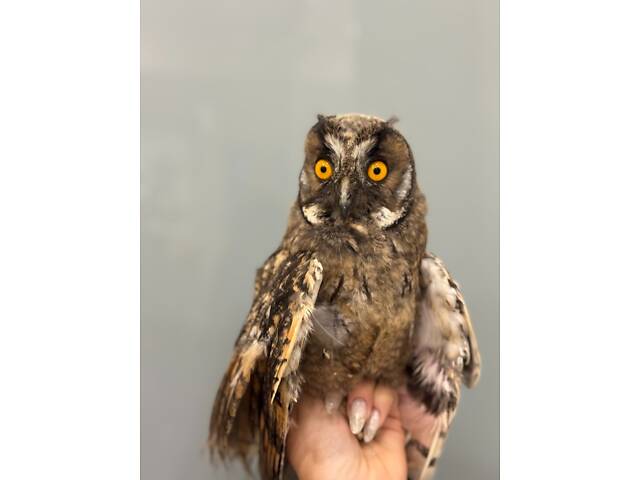 Ушастая сова, ручная домашняя ушастая сова - Фото 2