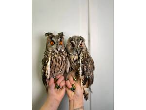 Вухата сова, ручні совенята, вушаста сова, ручна велика сова