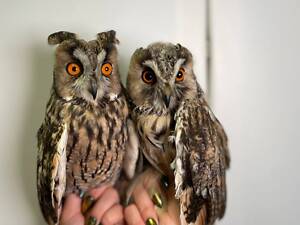 Вухата сова, ручні совенята, вушаста сова, ручна велика сова