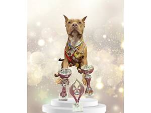 Первая вязка.Кобель американского питбуль терьера