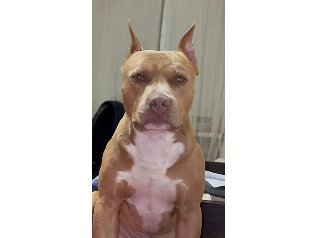 Перша в’язка. Кобель американського пітбуль терьєра. - Фото 2