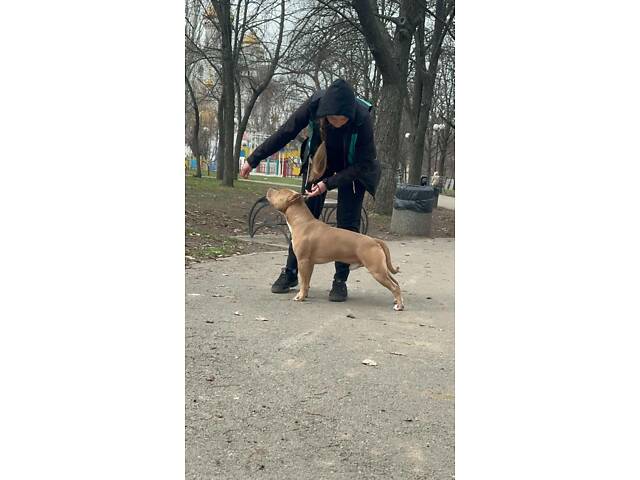 Перша в’язка. Кобель американського пітбуль терьєра. - Фото 3