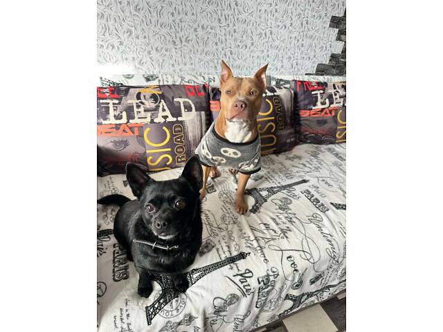 Перша в’язка. Кобель американського пітбуль терьєра. - Фото 4