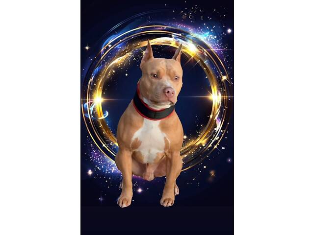 Перша в’язка. Кобель американського пітбуль терьєра. - Фото 5