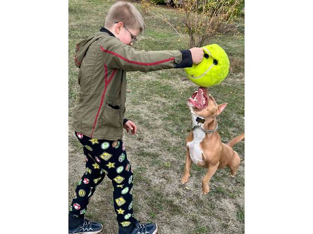 Перша в’язка. Кобель американського пітбуль терьєра. - Фото 6