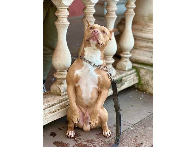 Перша в’язка. Кобель американського пітбуль терьєра. - Фото 7