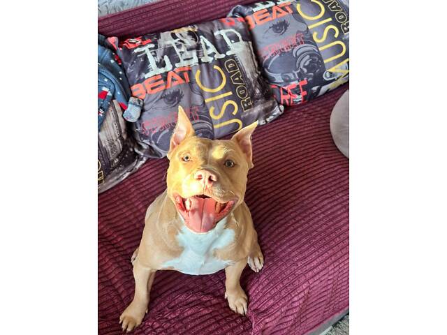 Перша в’язка. Кобель американського пітбуль терьєра. - Фото 8