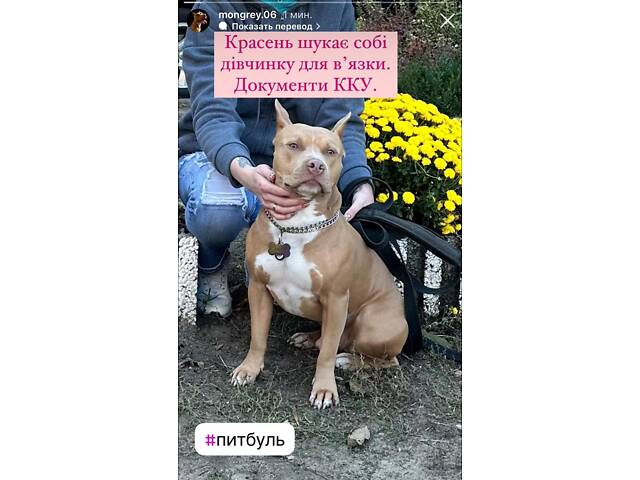 Перша в’язка. Кобель американського пітбуль терьєра. - Фото 9