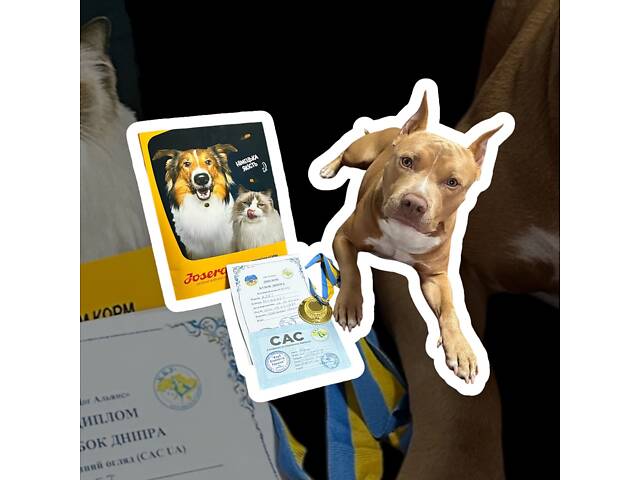 Перша в’язка. Кобель американського пітбуль терьєра. - Фото 10