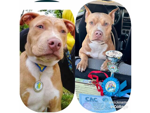 Перша в’язка. Кобель американського пітбуль терьєра. - Фото 11