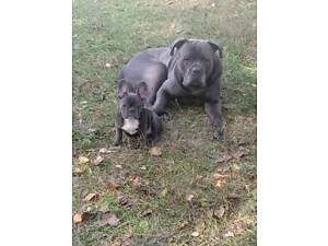 Вязка кобель Кане Корсо