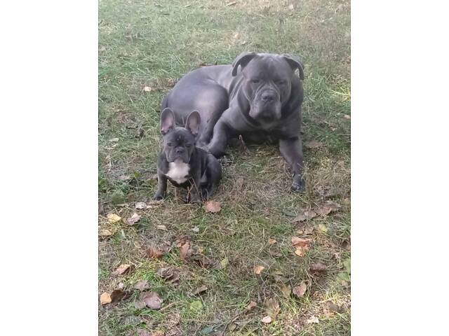 В'язка собака Кане Корсо - Фото 1