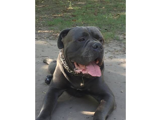 В'язка собака Кане Корсо - Фото 2