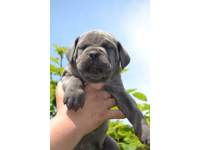 В'язка собака Кане Корсо - Фото 5