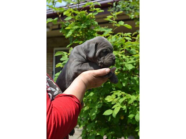 В'язка собака Кане Корсо - Фото 6