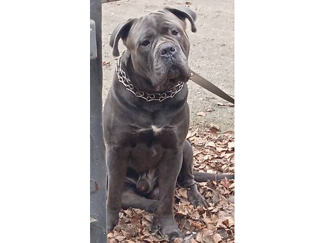 В'язка собака Кане Корсо - Фото 3