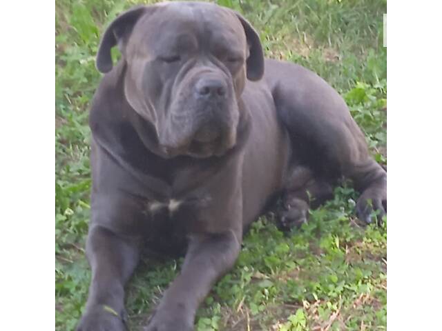 В'язка собака Кане Корсо - Фото 4