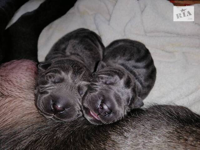 В'язка собака Кане Корсо - Фото 7