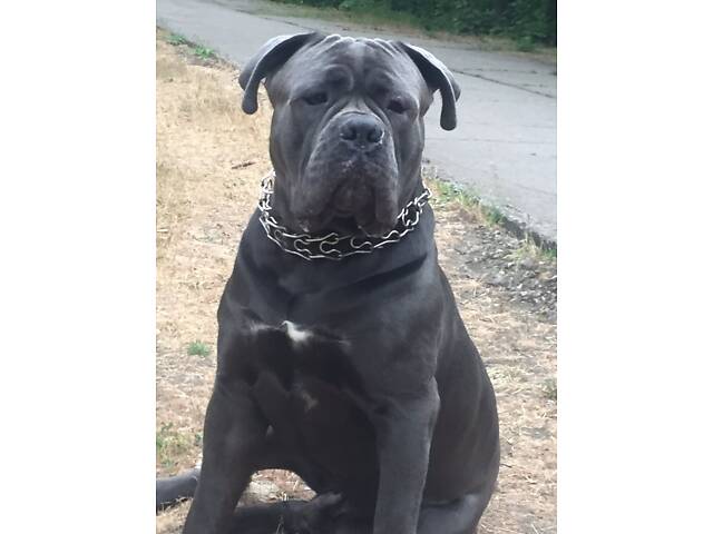 В'язка собака Кане Корсо - Фото 8