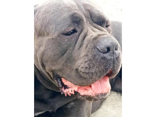 В'язка собака Кане Корсо - Фото 9