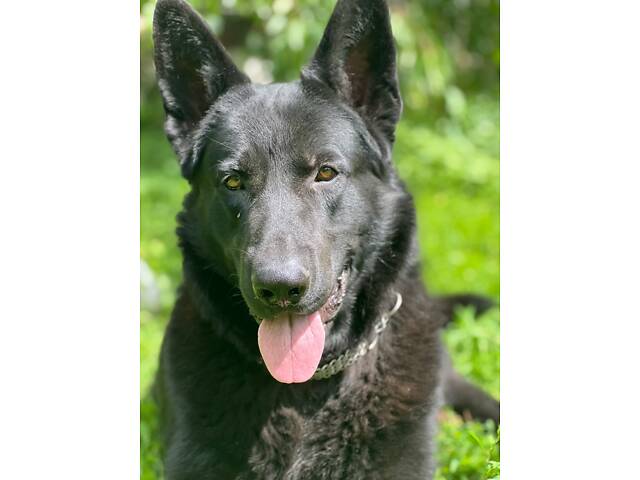 В'язка Німецької вівчарки - Фото 2