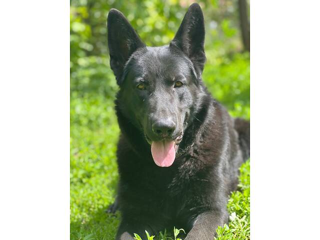 В'язка Німецької вівчарки - Фото 3