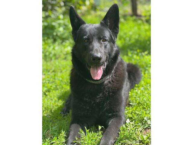 В'язка Німецької вівчарки - Фото 4