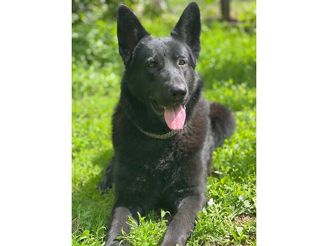 В'язка Німецької вівчарки - Фото 5