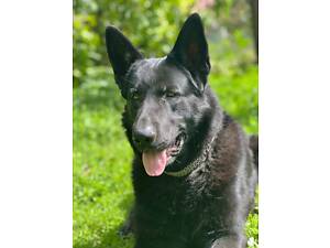 Вязка Німецької вівчарки