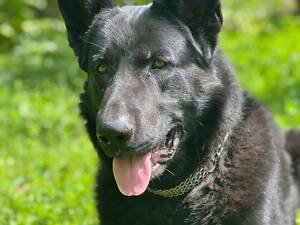 В'язка Німецької вівчарки