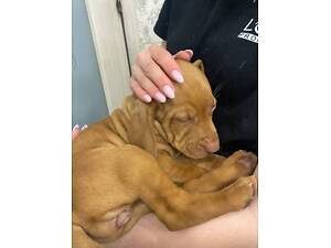 Вижла угорська цуценя