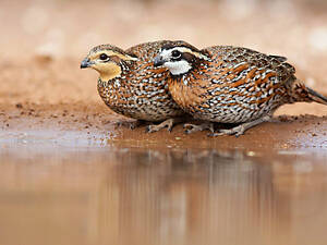 Виргинская куропатка, віргінська куріпка, домашні куріпки перепела