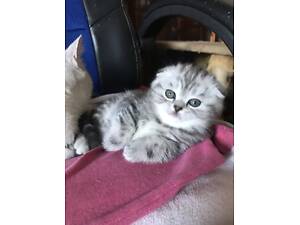 Висловуха дівчинка ns22 срібна шиншила