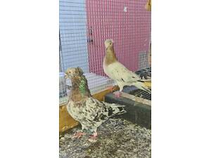 Високолітні іранські та чистопородні бакинські голуби на продаж