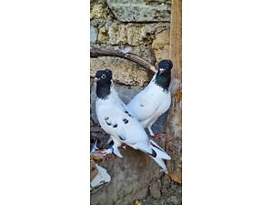 Високолітні іранські та чистопородні бакинські голуби на продаж