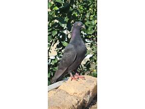 Високолітні турецькі чорні голуби Жемчуг