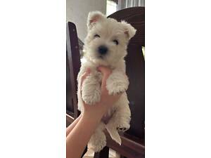 Вест-хайленд-вайт-тер'єр