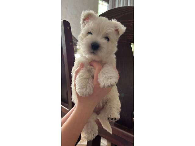 Вест-хайленд-вайт-тер'єр - Фото 1