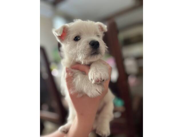 Вест-хайленд-вайт-тер'єр - Фото 2