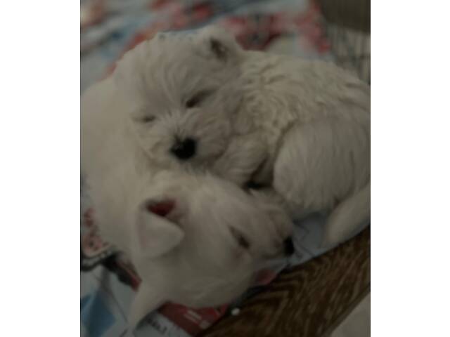 Вест-хайленд-вайт-тер'єр - Фото 3